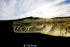 What Lurks Beneath - American Crocodile at Gardens of the... by Tig Fong 